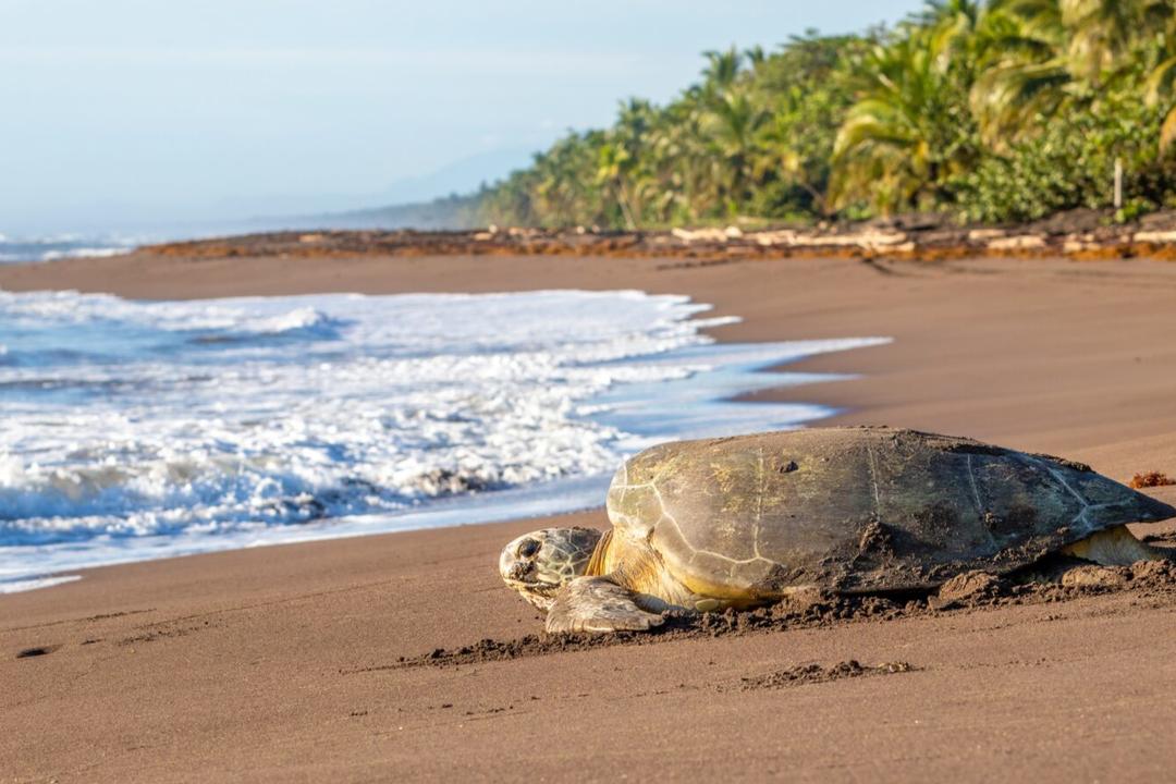 Tortuguero National Parkimage - 1